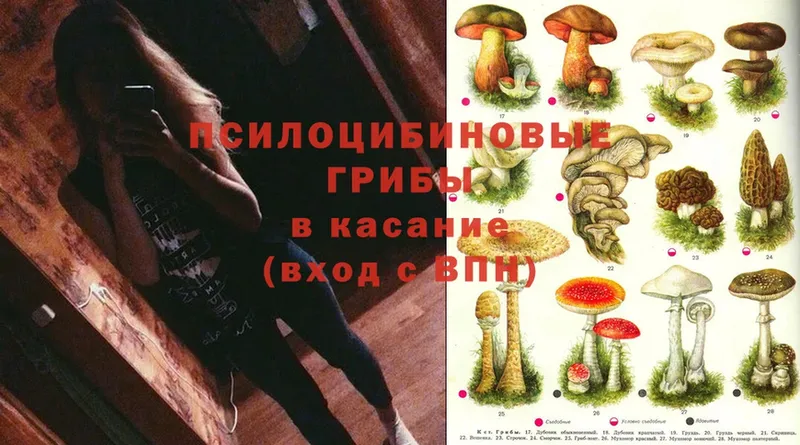 продажа наркотиков  Тюкалинск  Галлюциногенные грибы Magic Shrooms 